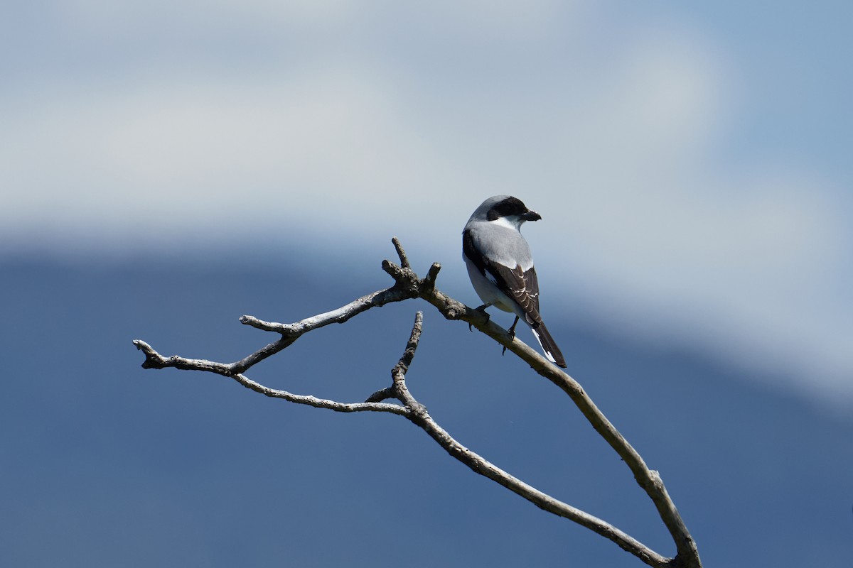 Lesser Gray Shrike - Anastasiia Pashkovskaia