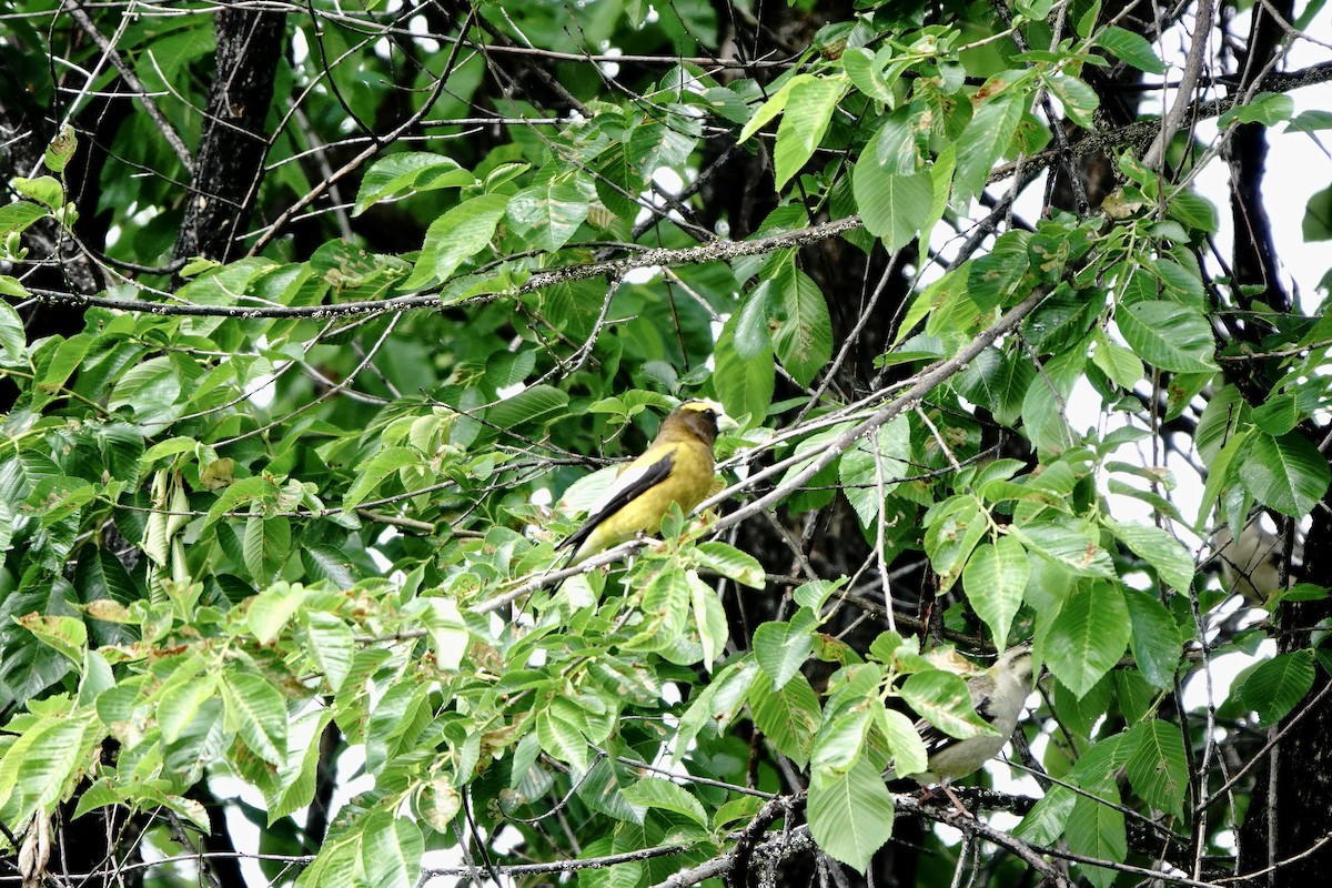 Evening Grosbeak - Jo Henderson