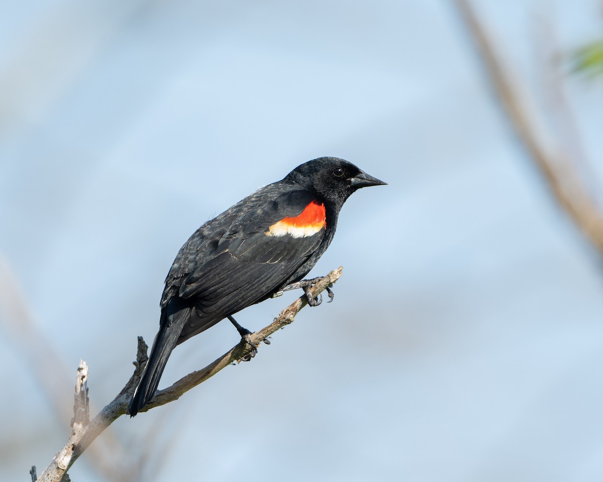 Red-winged Blackbird - Anthony Kaduck