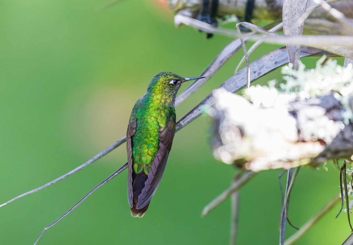 Tyrian Metaltail - Andrew Cauldwell