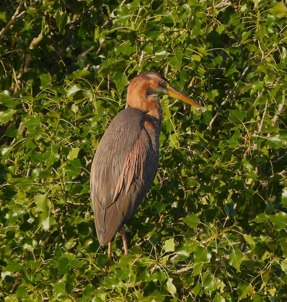 Purple Heron - ML619453532