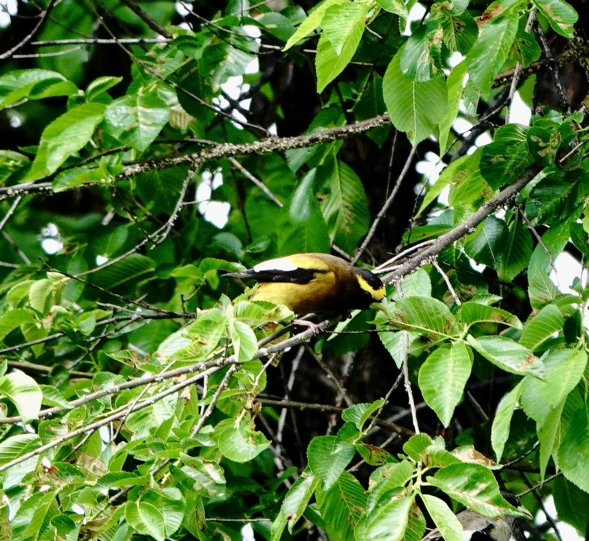 Evening Grosbeak - Jo Henderson