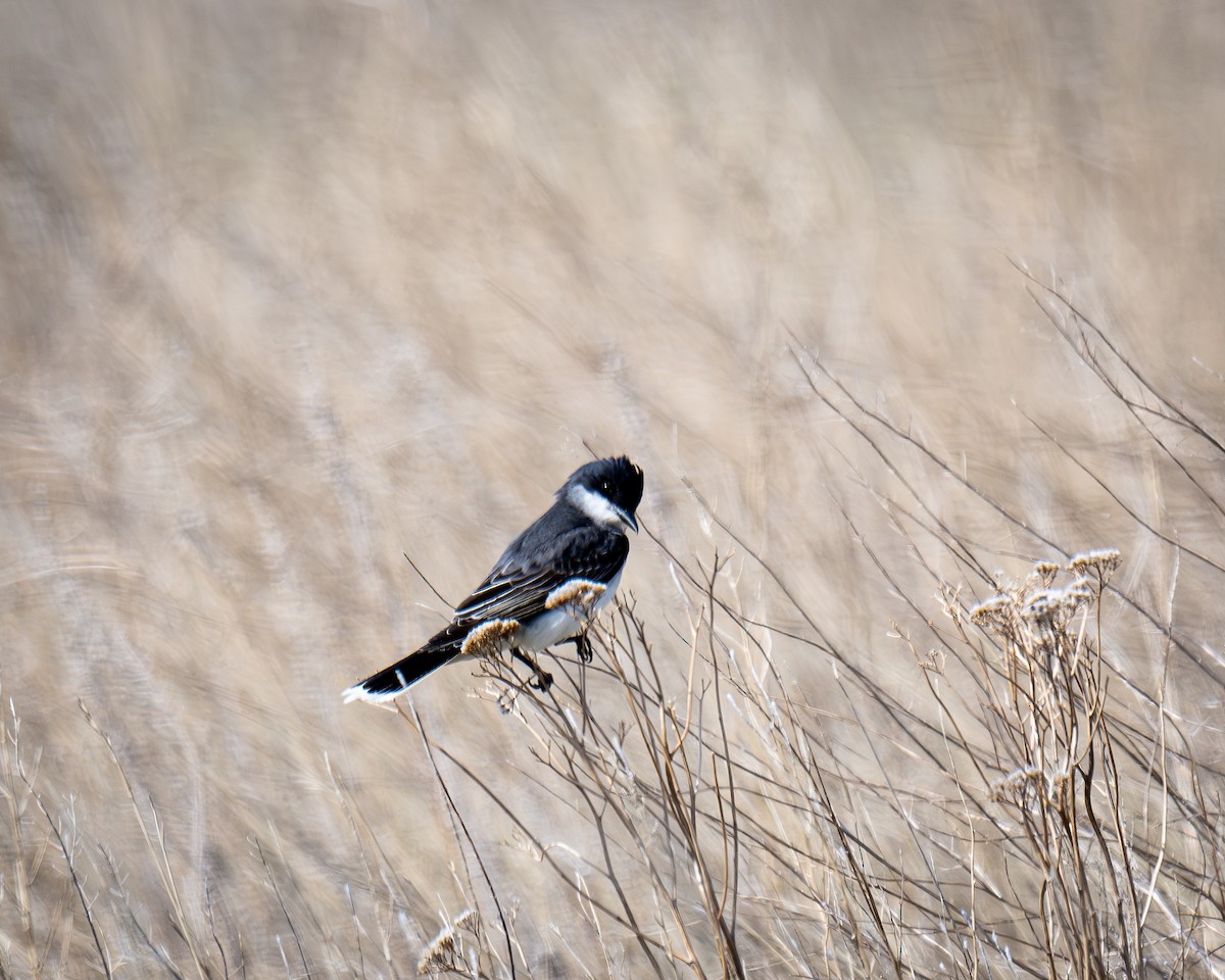 Eastern Kingbird - Kirk Miller