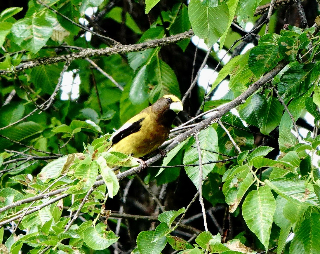 Evening Grosbeak - Jo Henderson