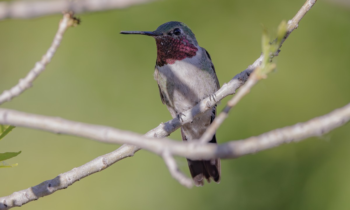 Anna's Hummingbird - Steve Kelling