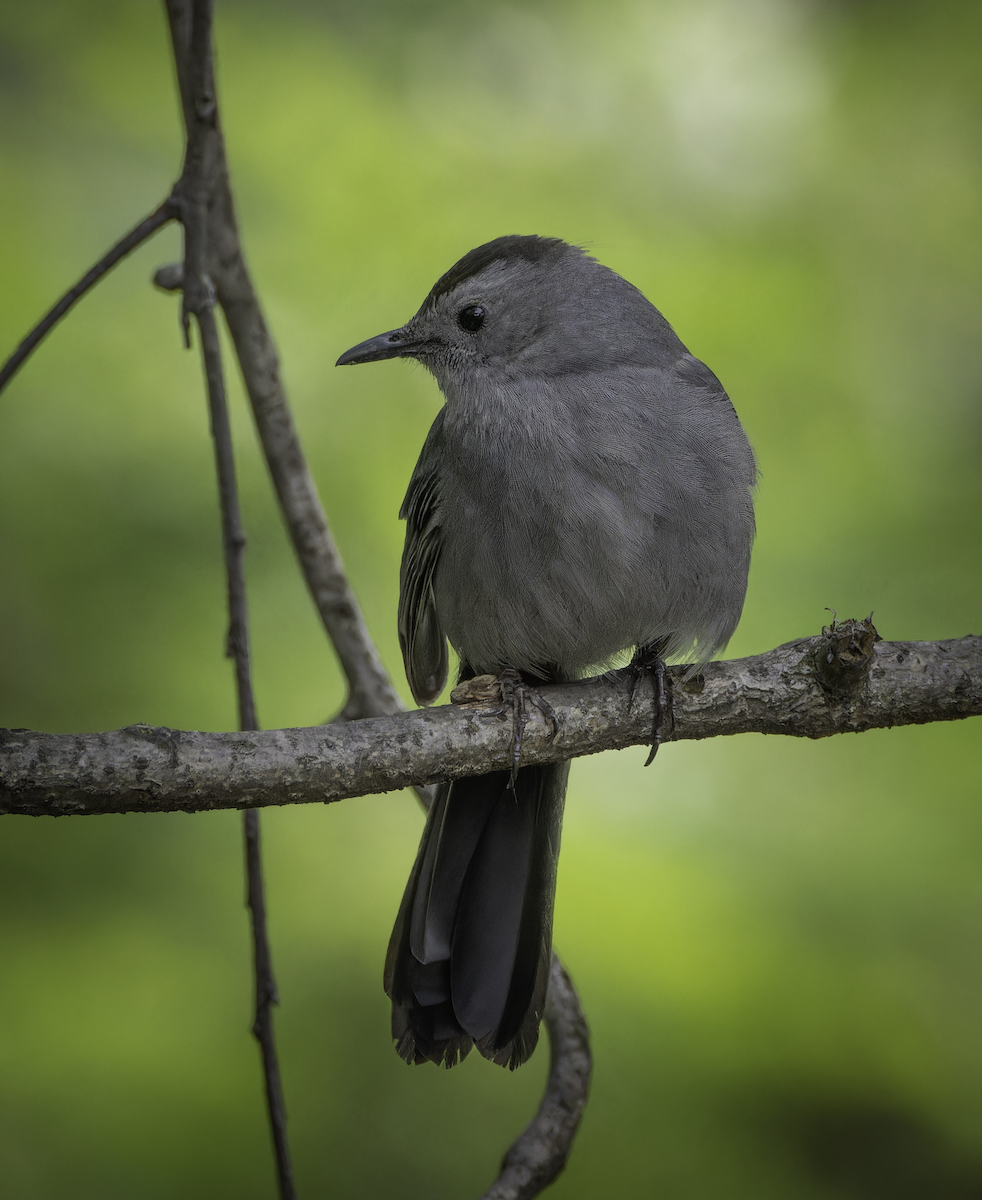 Pájaro Gato Gris - ML619453543