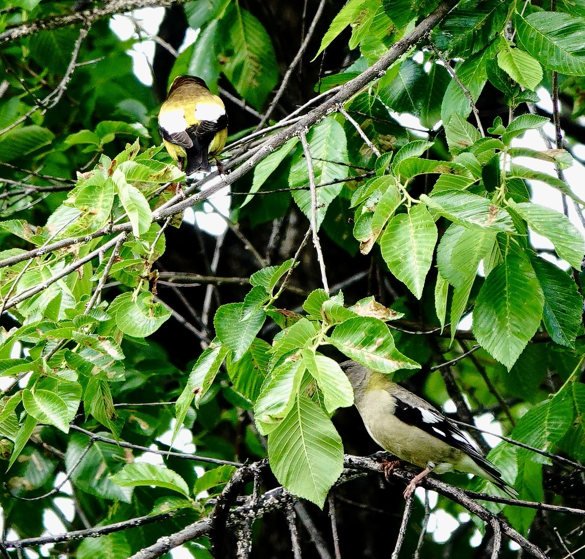 Evening Grosbeak - Jo Henderson