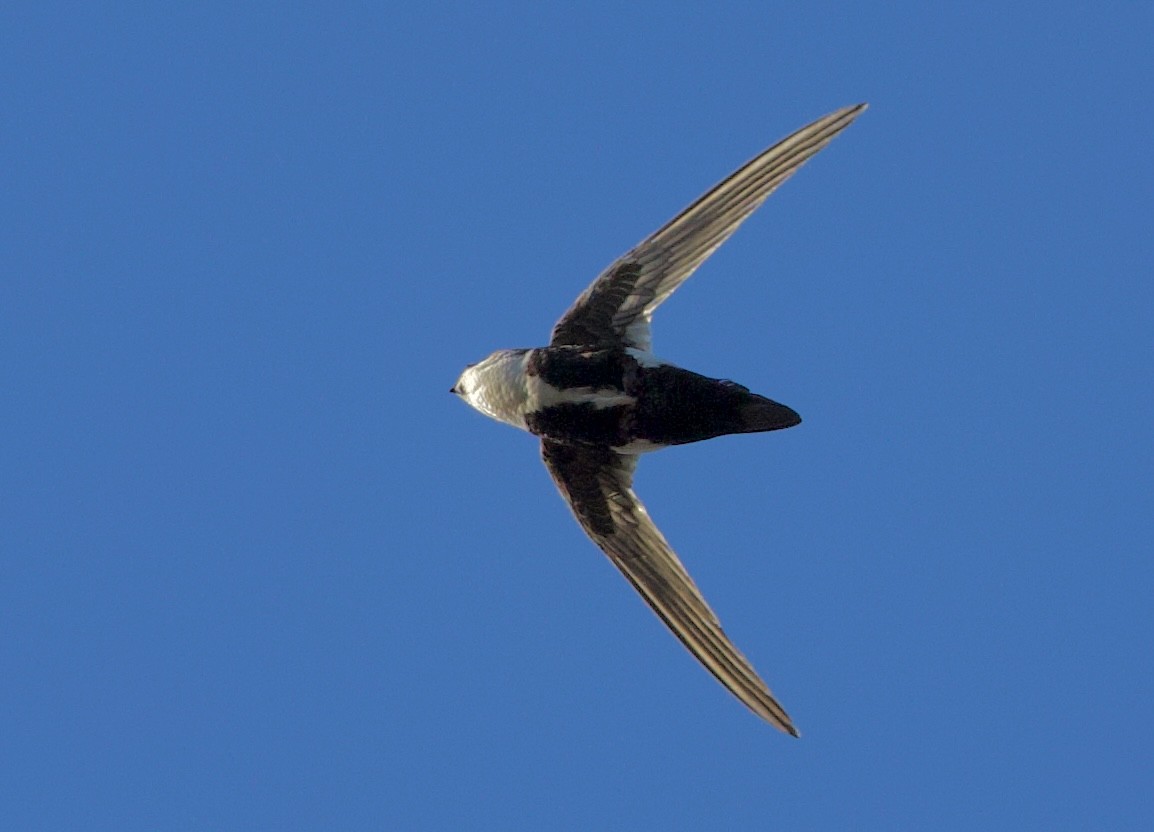 White-throated Swift - Pair of Wing-Nuts