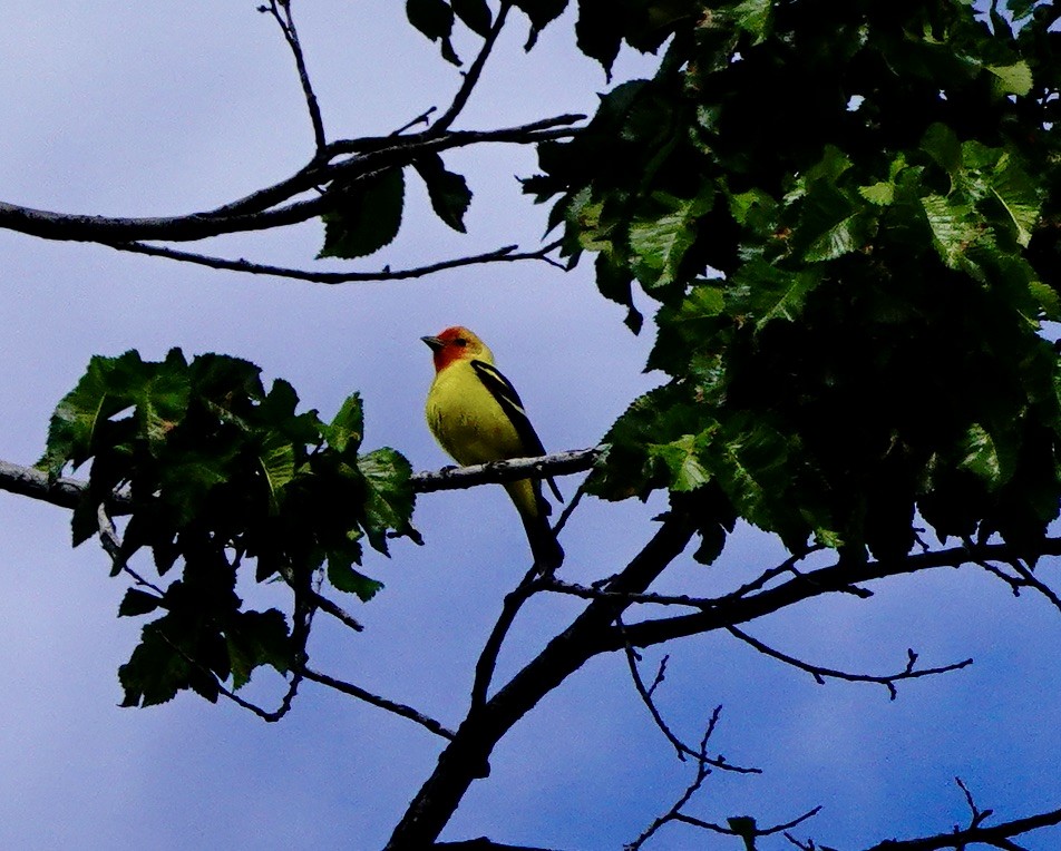 Western Tanager - Jo Henderson