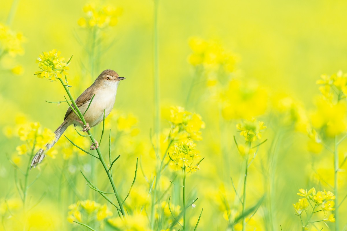 Plain Prinia - Rajat Chordia