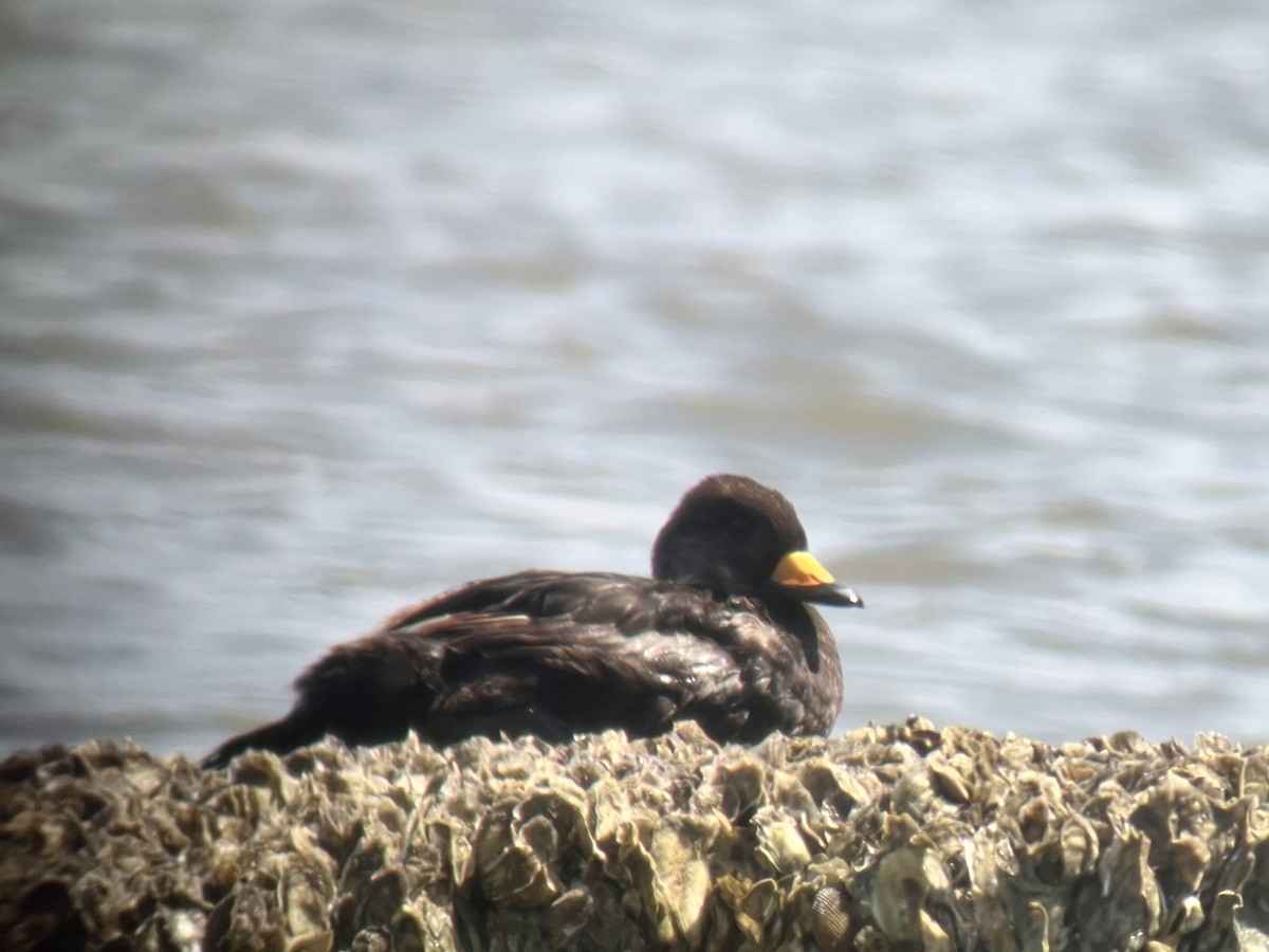 Black Scoter - Bob Speare