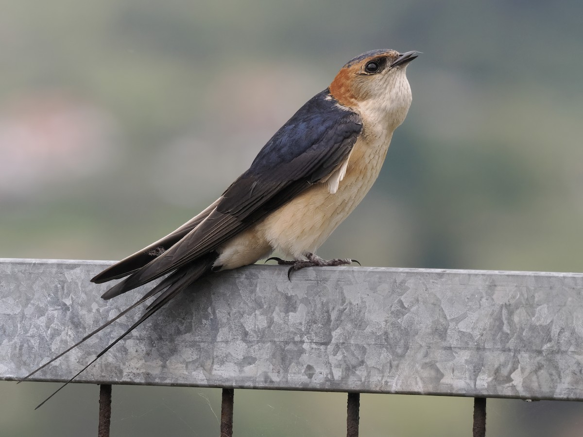 Red-rumped Swallow - Miguel Lopez