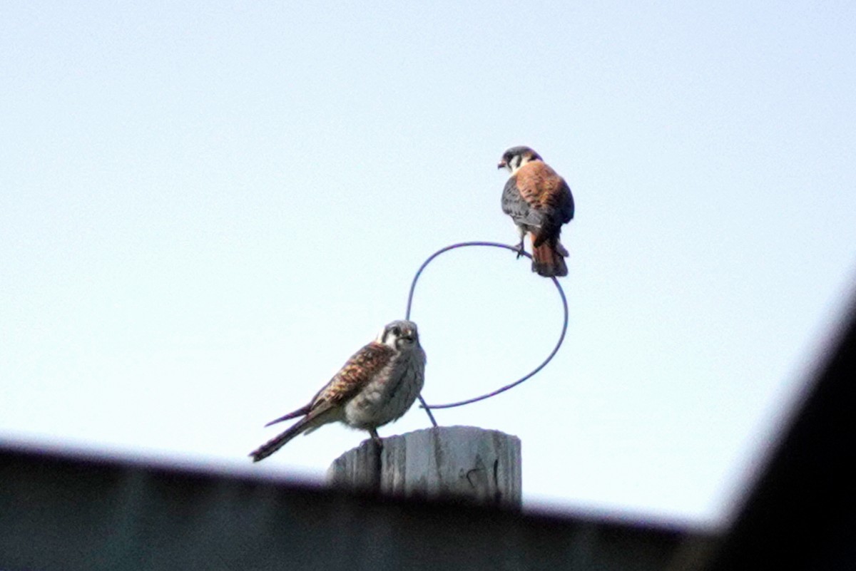 American Kestrel - Louise Courtemanche 🦅