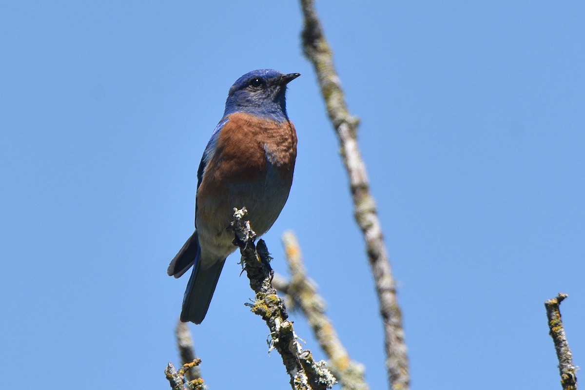 Western Bluebird - Marty Lycan