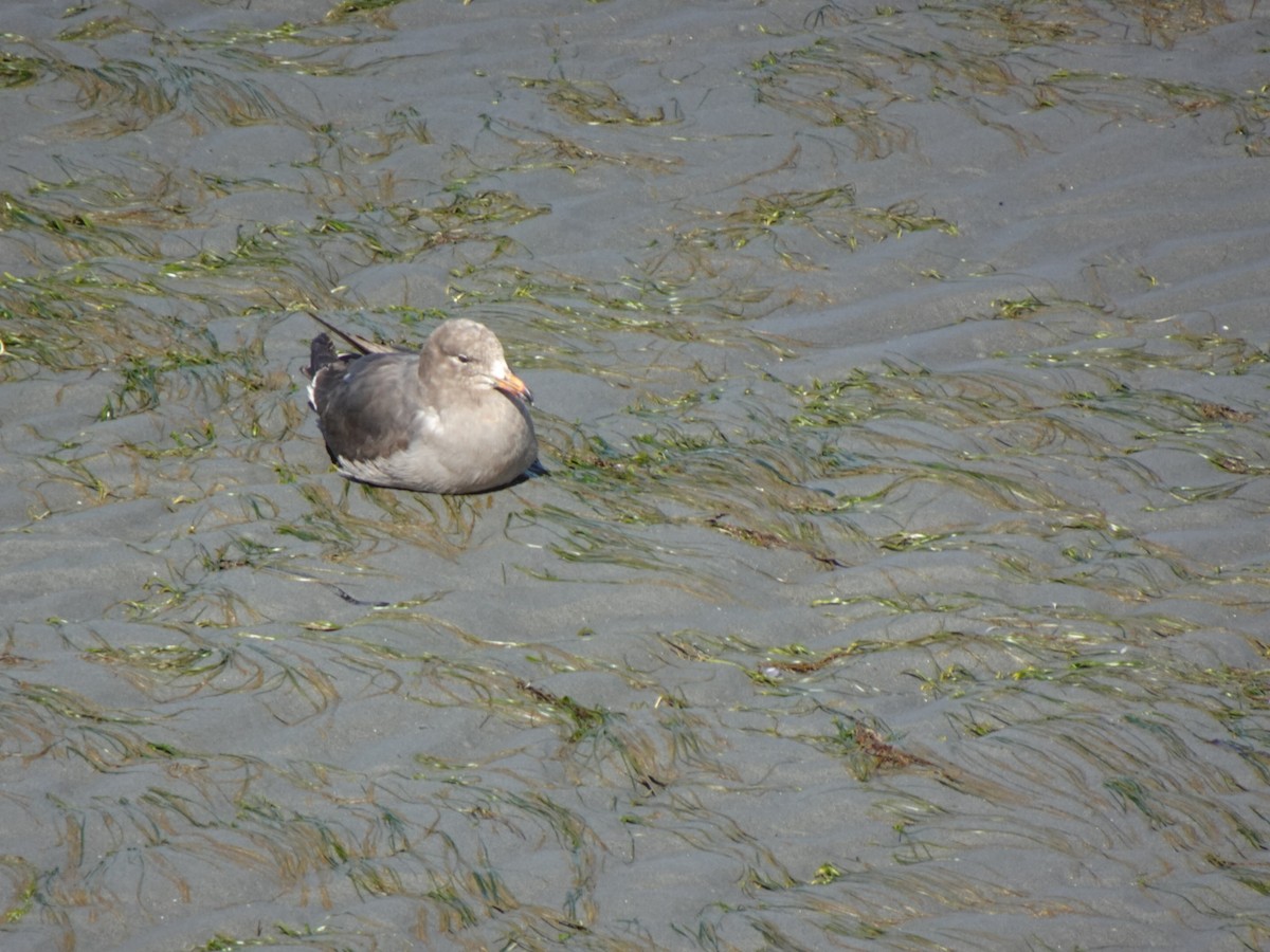 Heermann's Gull - Anna Linton