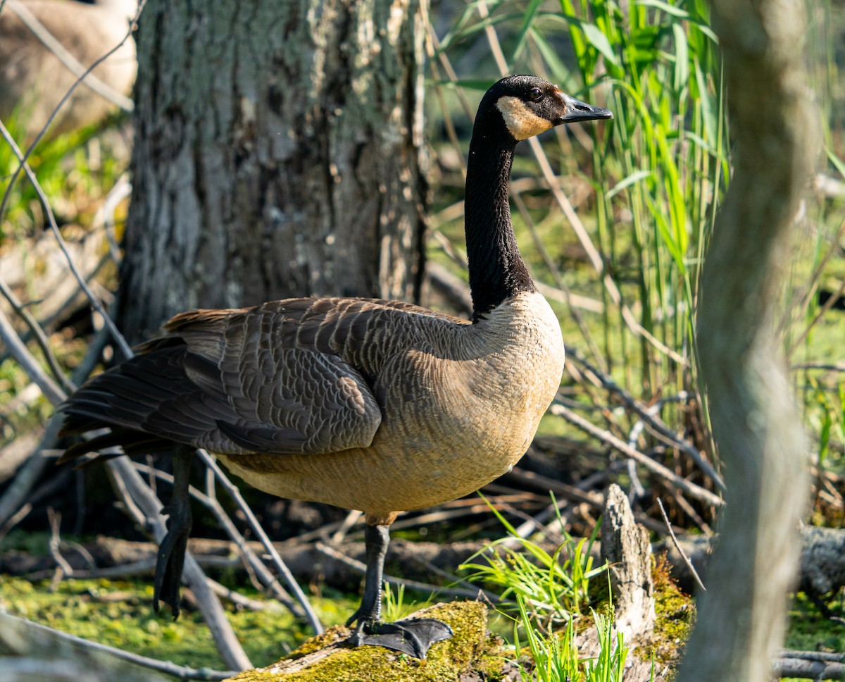 Canada Goose - Art Webster