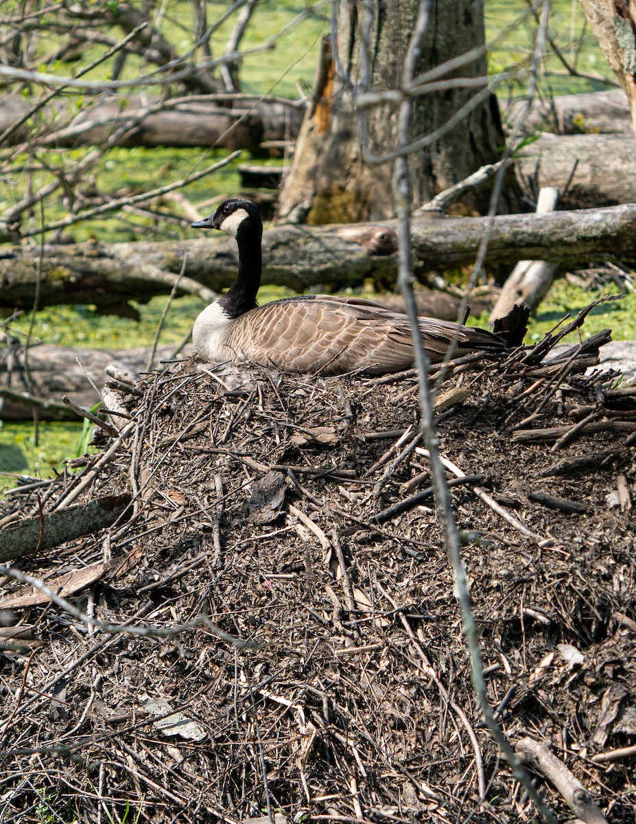 Canada Goose - Art Webster