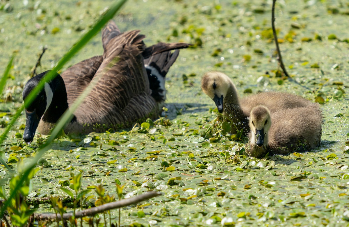 Canada Goose - Art Webster