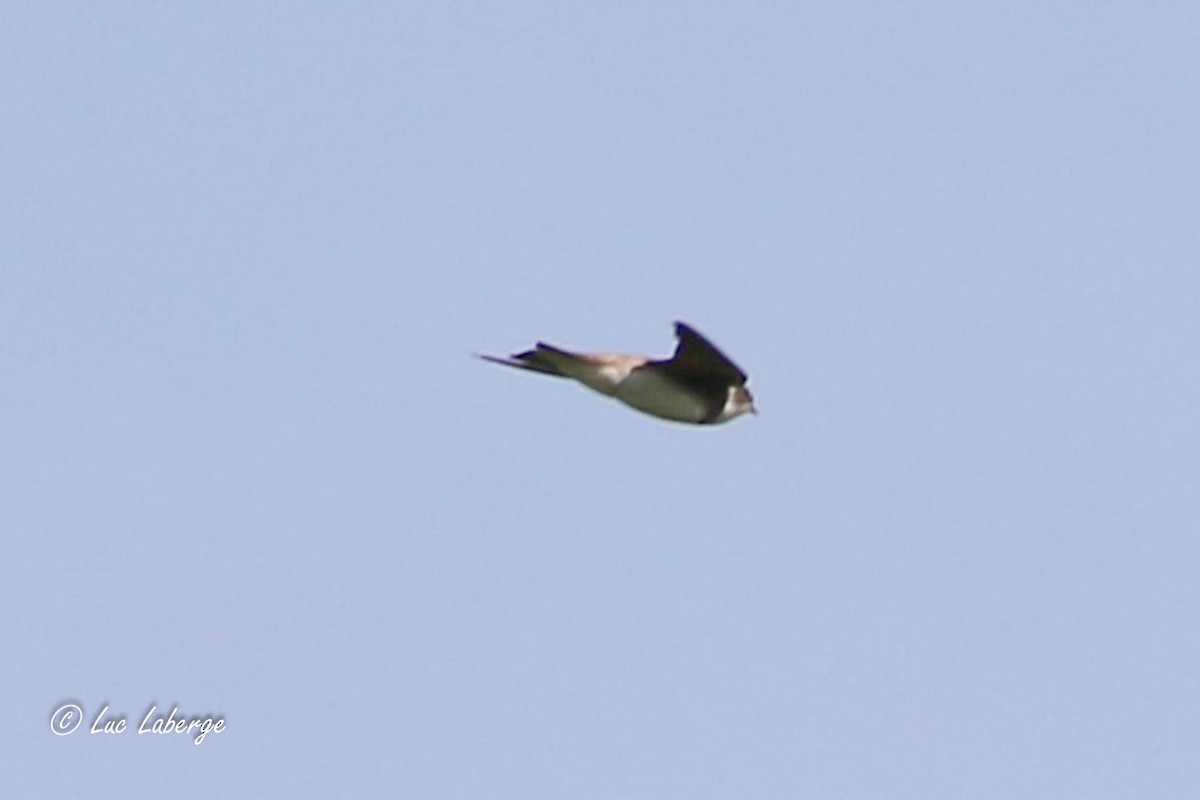 Bank Swallow - Luc Laberge