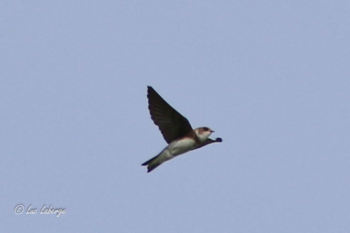 Bank Swallow - Luc Laberge