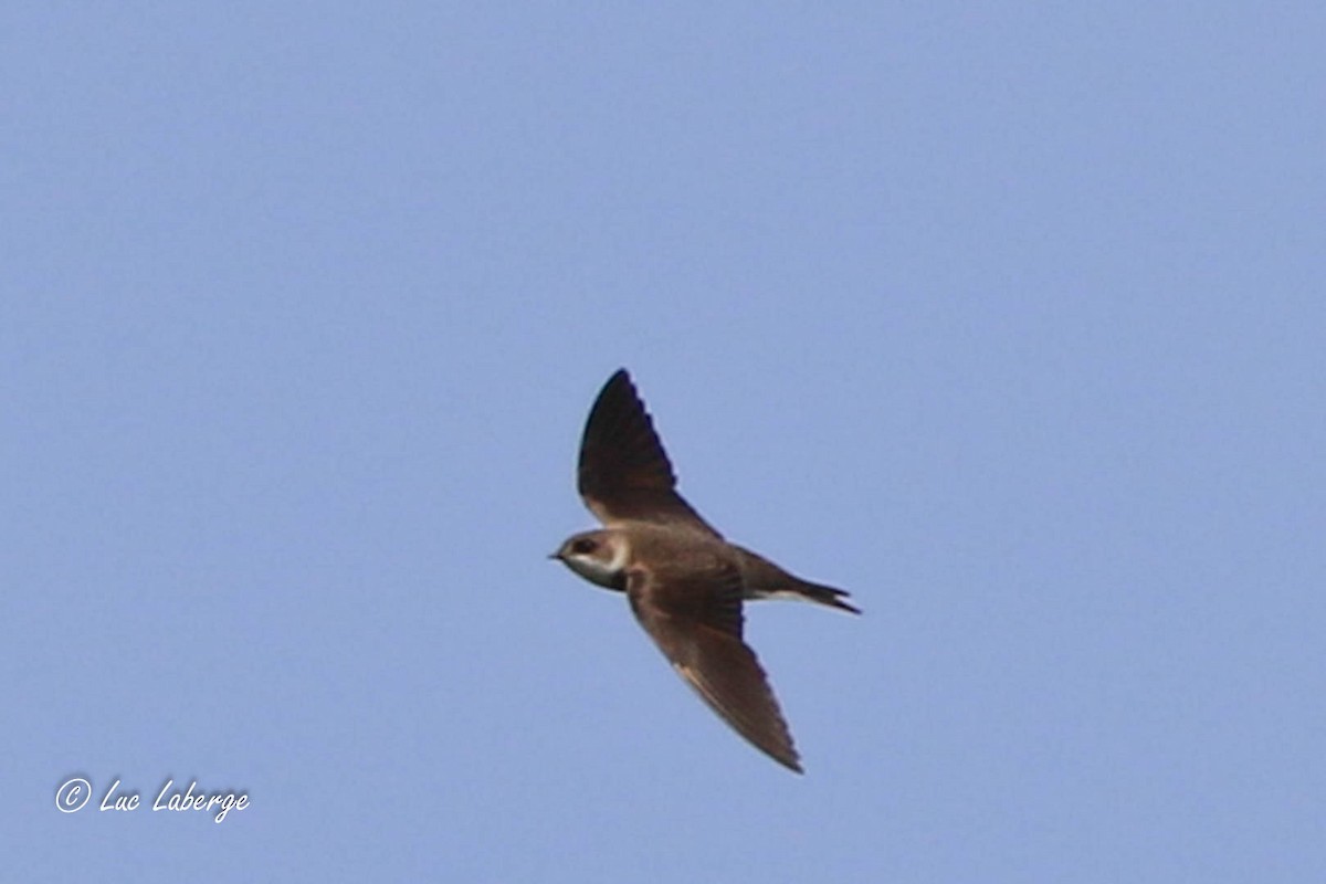 Bank Swallow - Luc Laberge