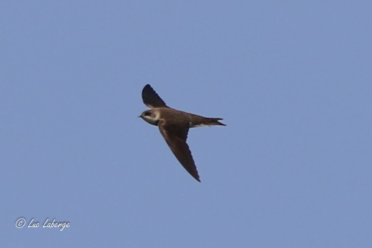 Bank Swallow - Luc Laberge