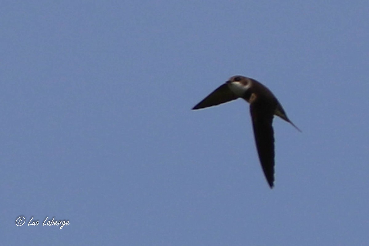 Bank Swallow - Luc Laberge