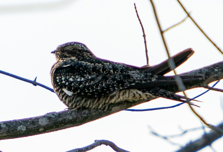 Common Nighthawk - Art Webster