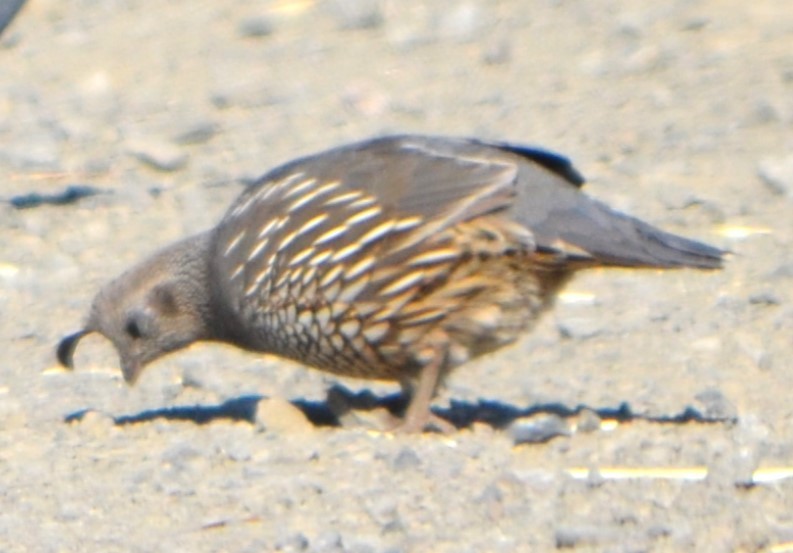 California Quail - Charles Taft