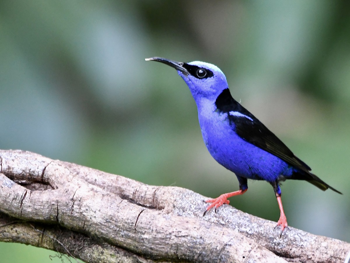 Red-legged Honeycreeper - mark perry