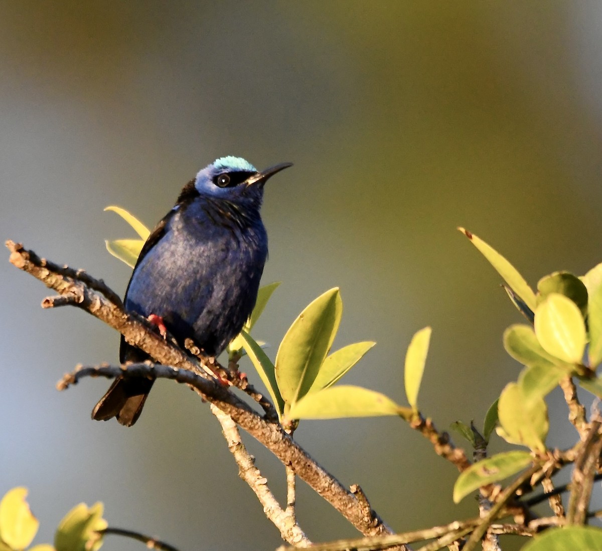 Red-legged Honeycreeper - mark perry