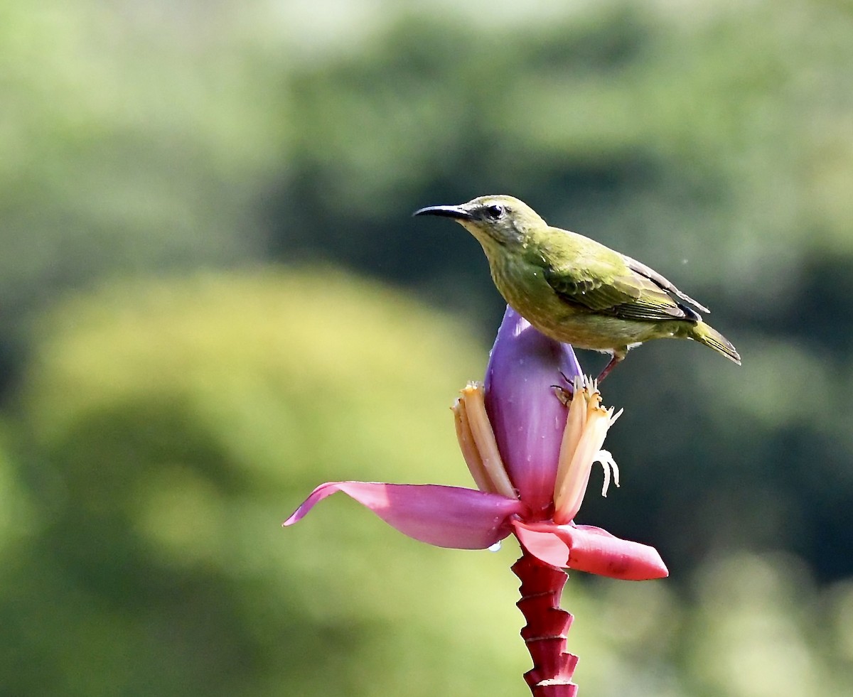 Red-legged Honeycreeper - mark perry