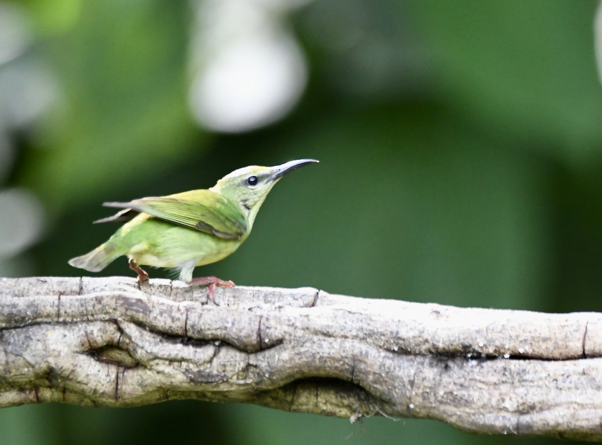 Red-legged Honeycreeper - mark perry