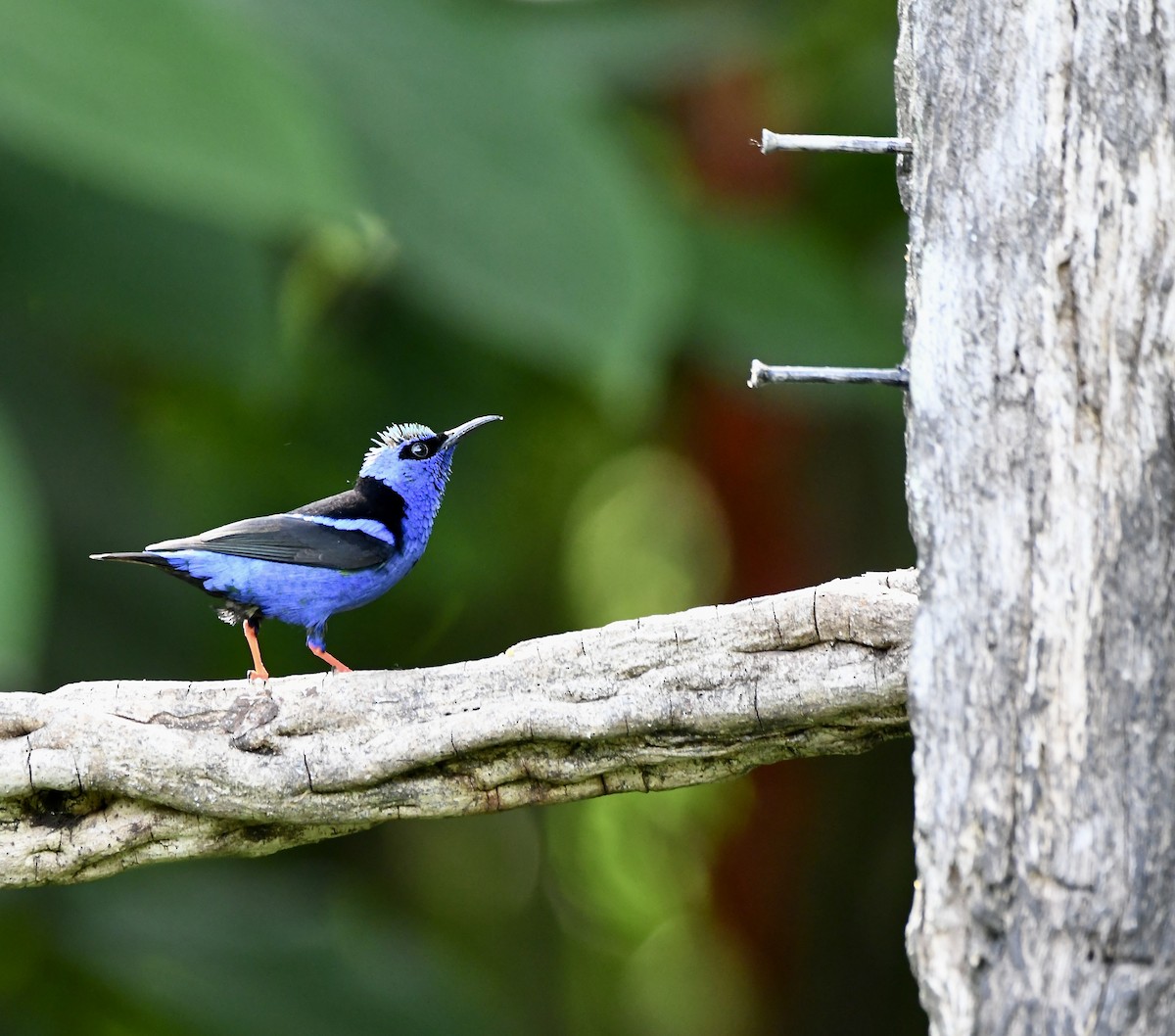 Red-legged Honeycreeper - mark perry