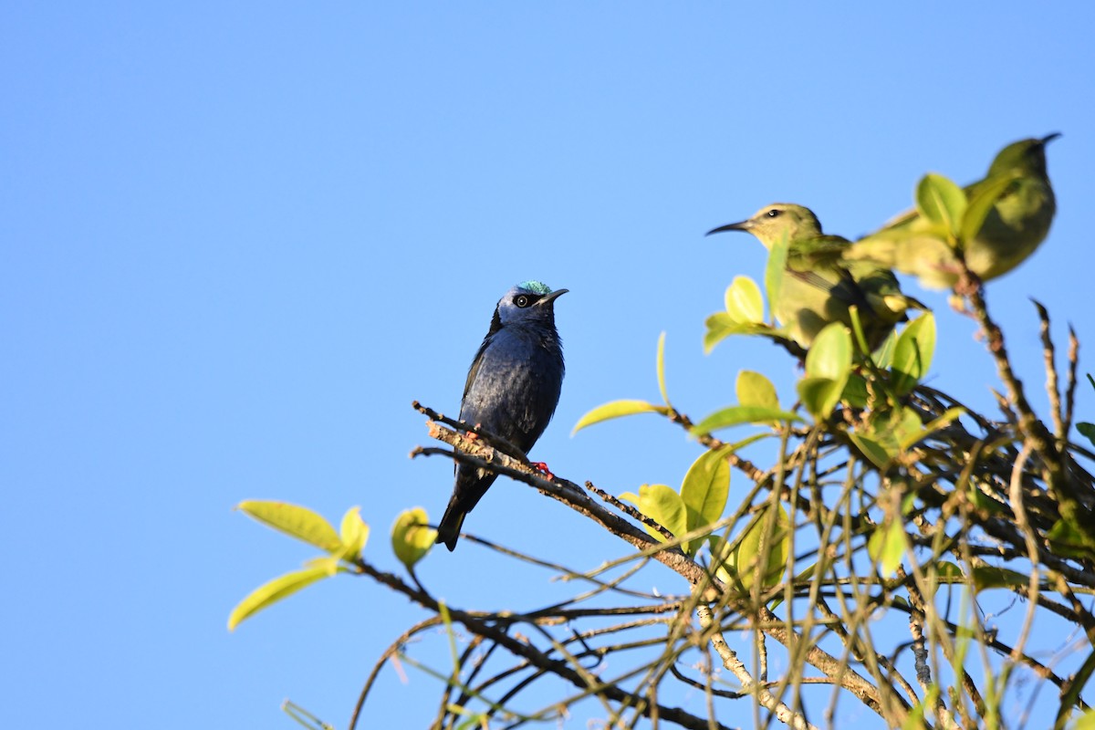 Red-legged Honeycreeper - mark perry