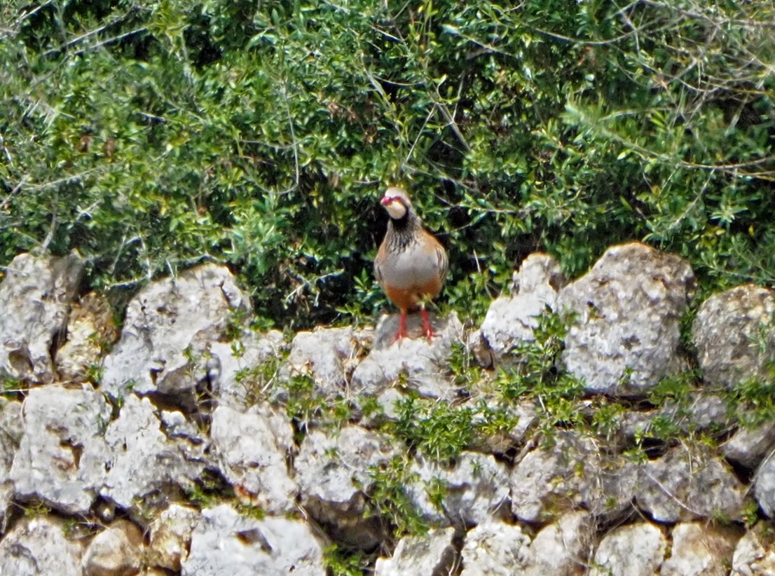 Red-legged Partridge - Brian Carruthers