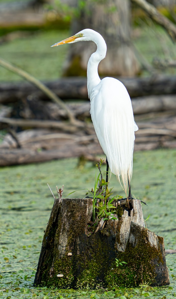 Great Egret - Art Webster