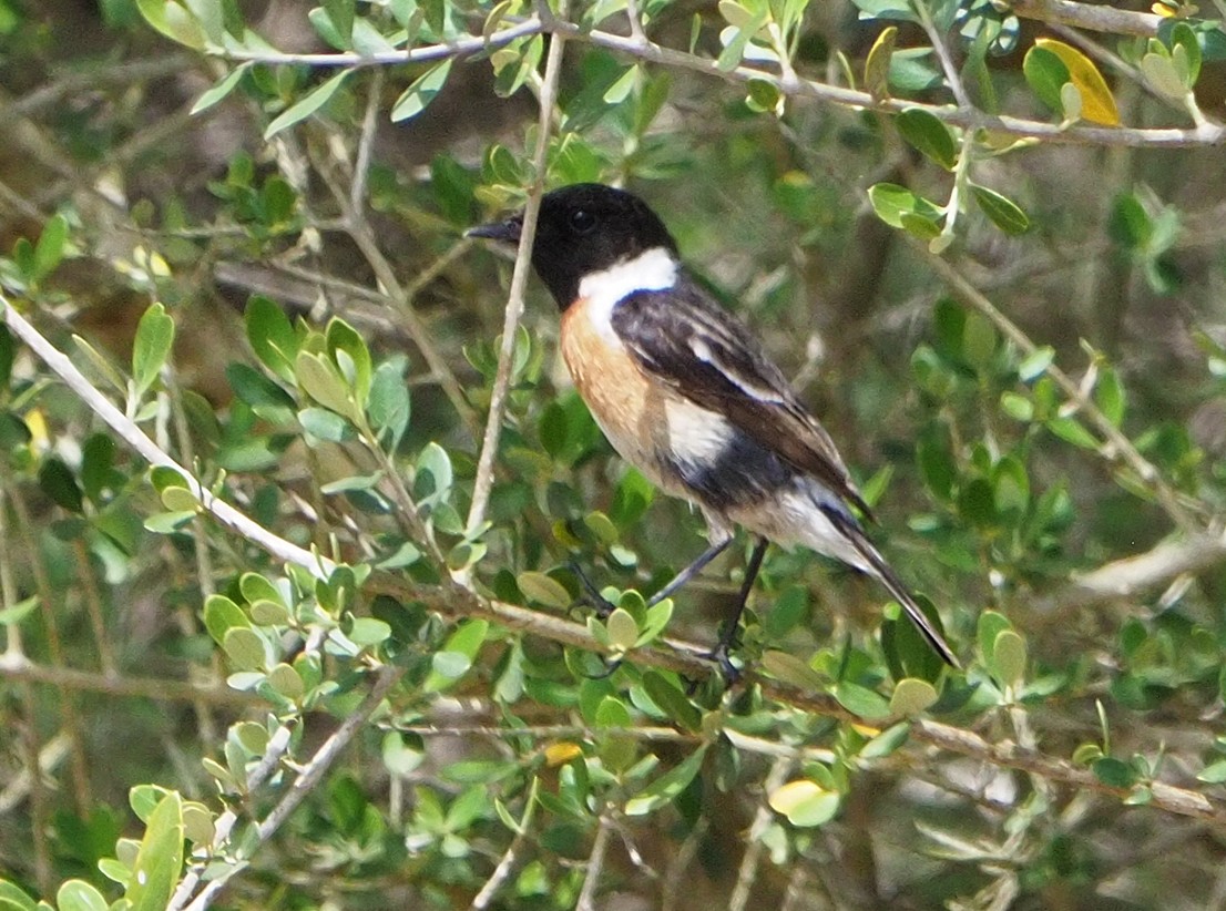 European Stonechat - Brian Carruthers