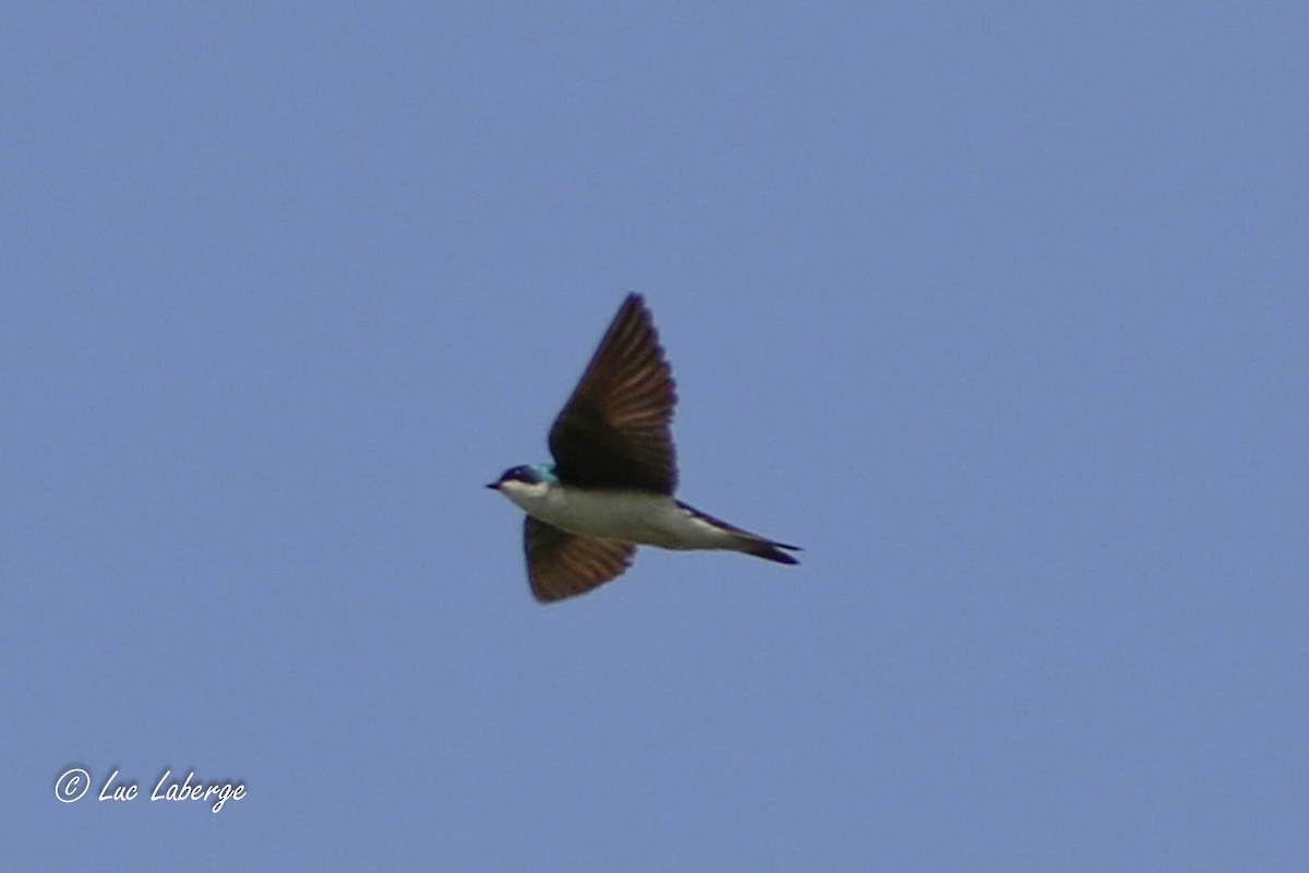 Tree Swallow - Luc Laberge