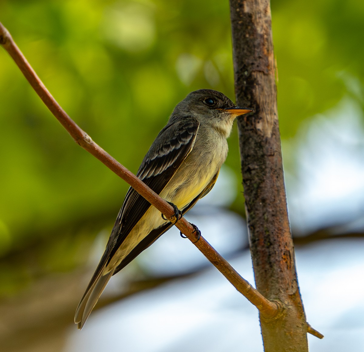 Eastern Wood-Pewee - ML619453653