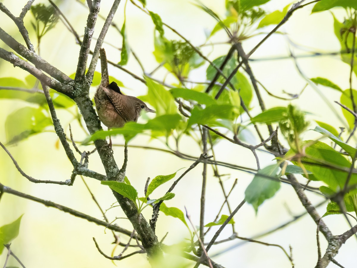 House Wren - Danielle  A