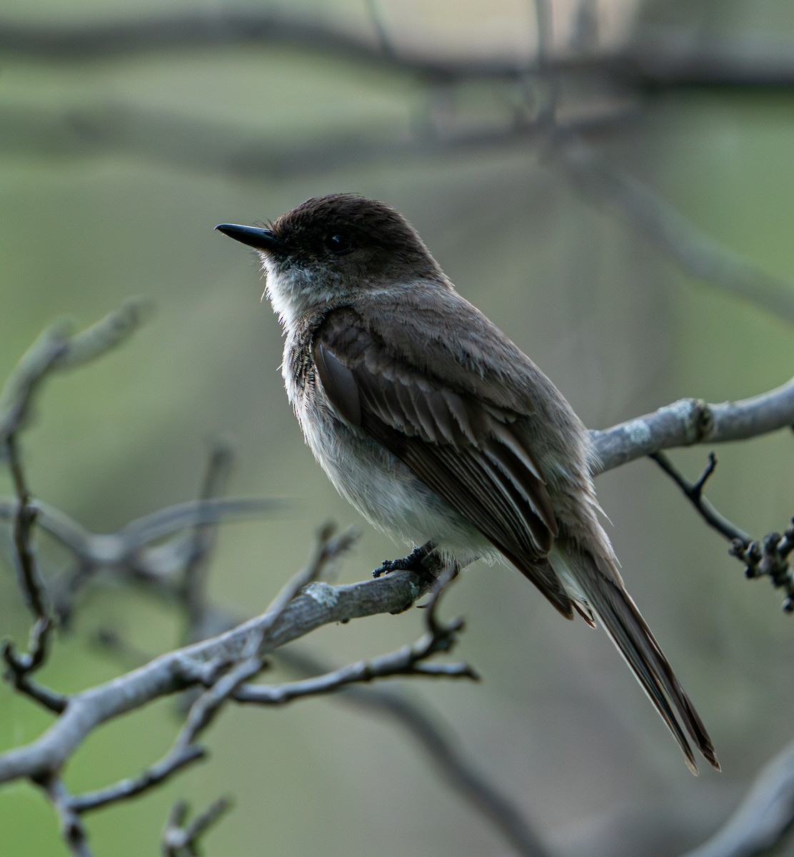 Eastern Phoebe - Art Webster