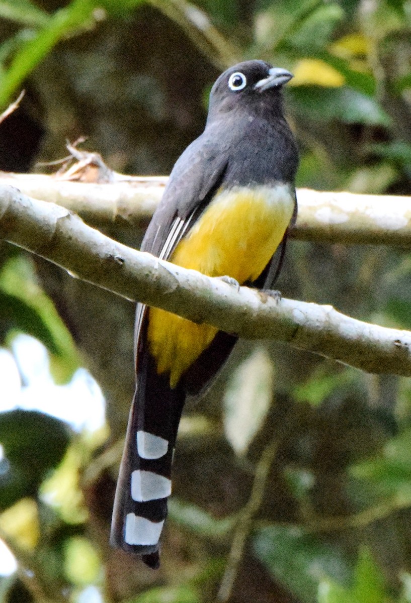 Black-headed Trogon - Laura Bakken