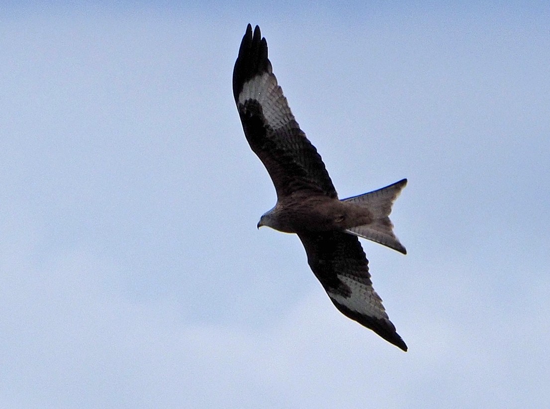 Red Kite - Brian Carruthers