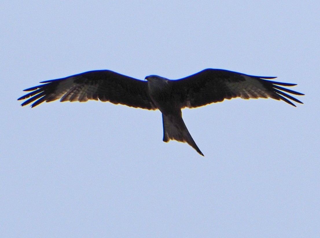 Red Kite - Brian Carruthers