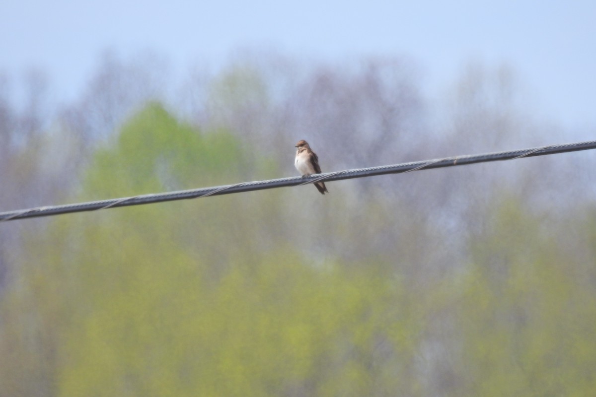 Northern Rough-winged Swallow - Jarvis Shirky