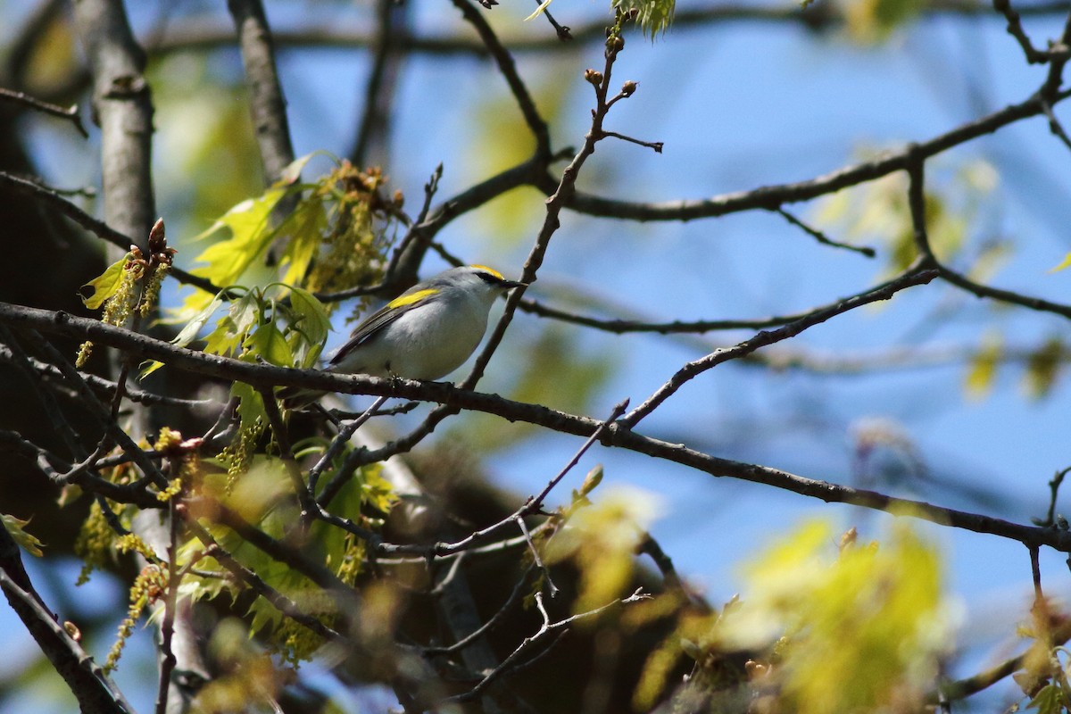 gullvingeparula x blåvingeparula (F1 hybrid) - ML619453680