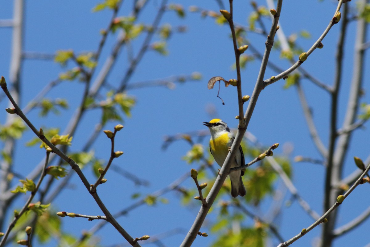 Brewster's Warbler (hybrid) - Anonymous