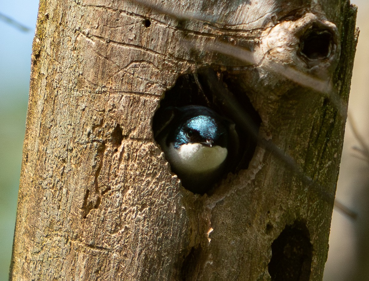 Tree Swallow - Art Webster