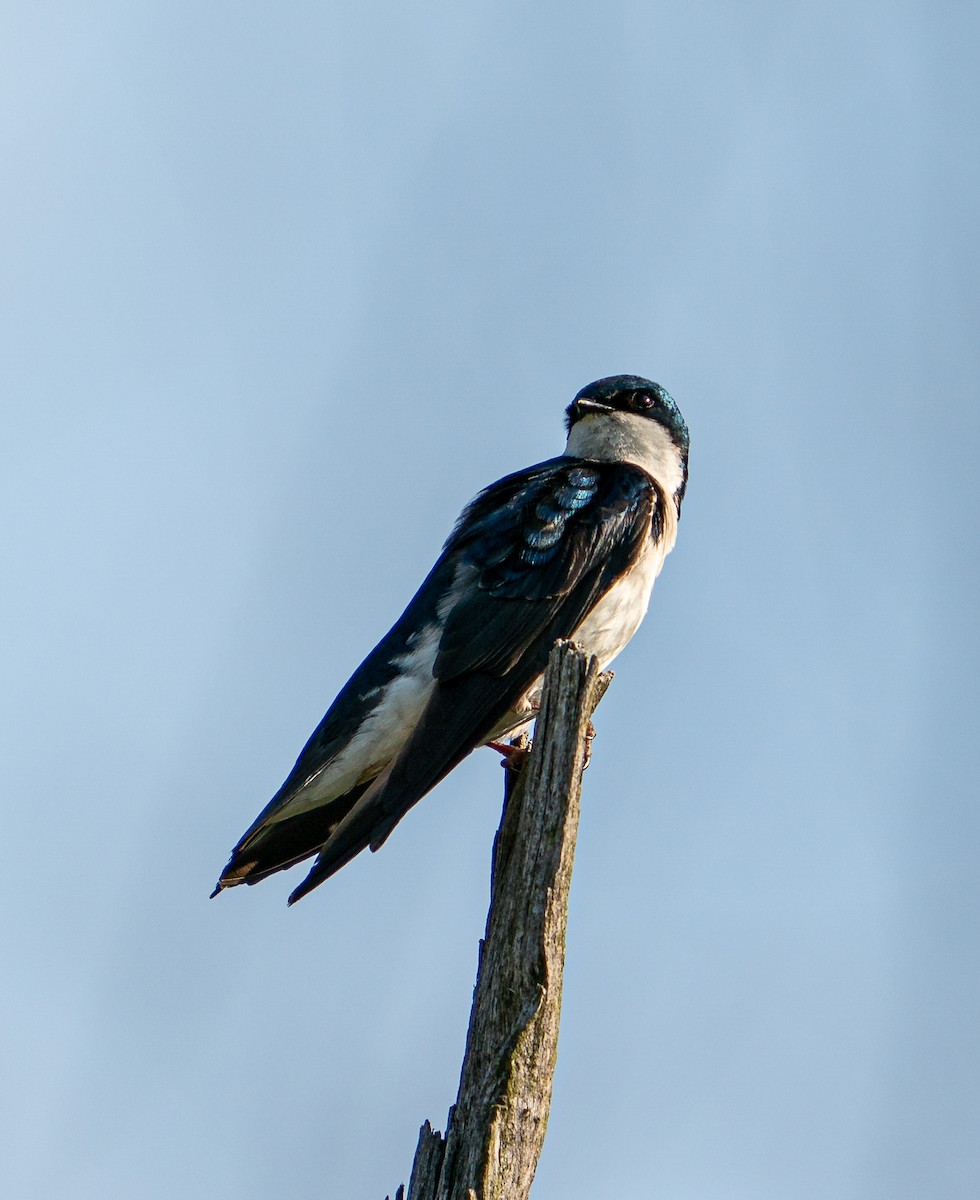 Tree Swallow - Art Webster